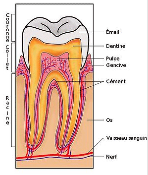 Fichier_Section_de_dent